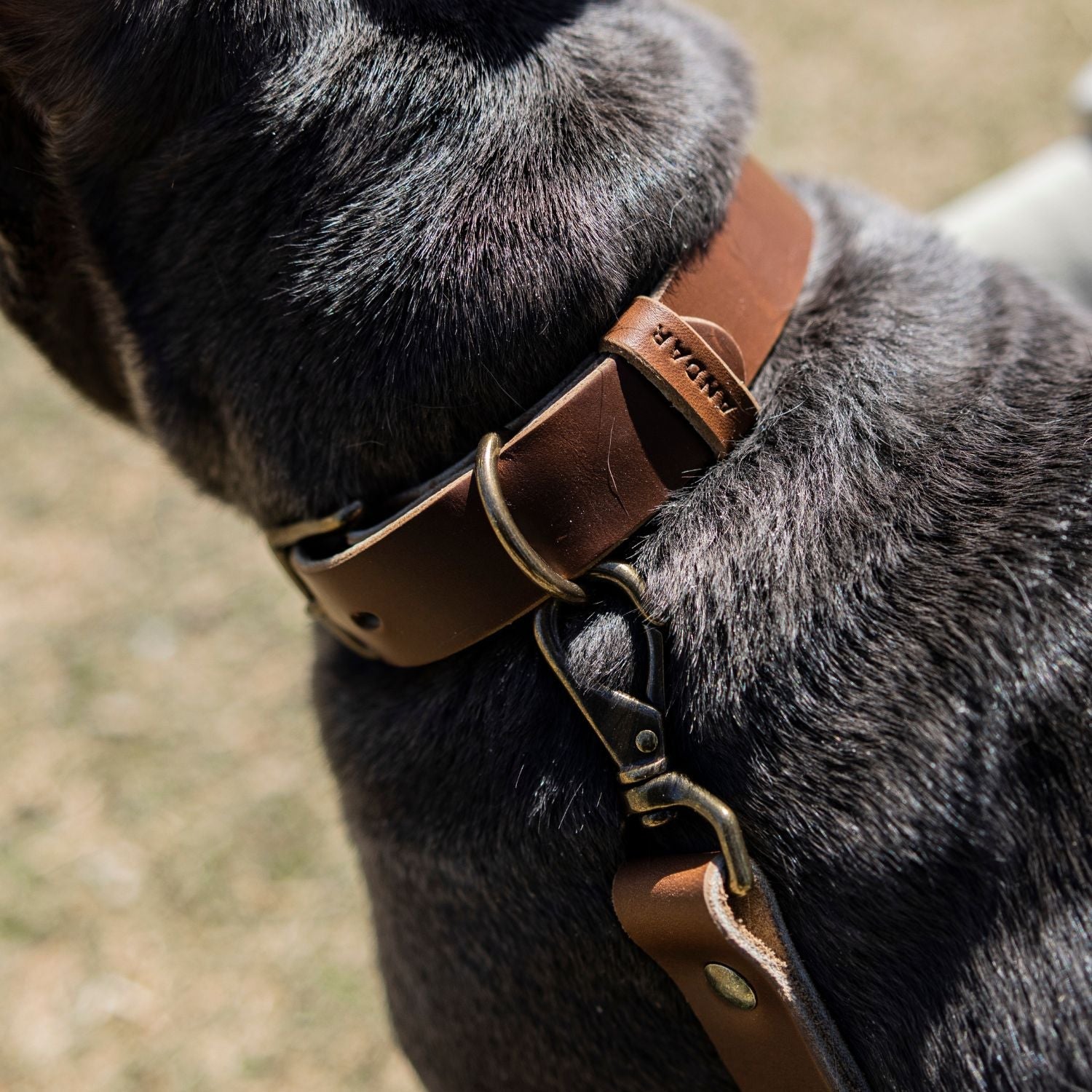 Chestnut outlet Leather Dog Collar and Lead | Leash Collar Bag Name Tag | Matching Gift